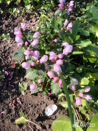 Яснотка, ландыш розовый, гравилат