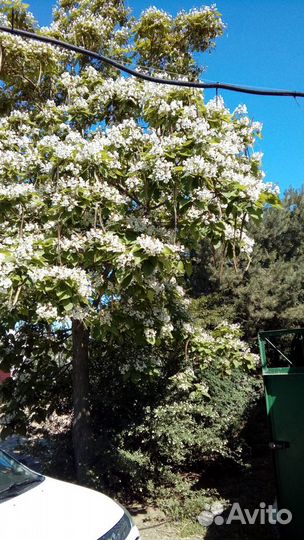 Саженцы декоративных пород