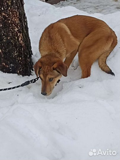 Щенок в добрые руки