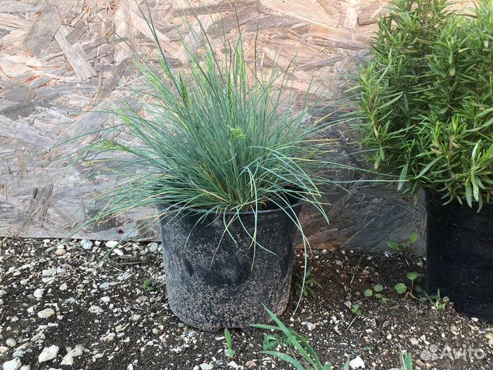 Пампасная трава, мискантус, овсяница