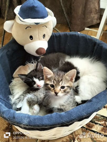 Котята в добрые руки бесплатно