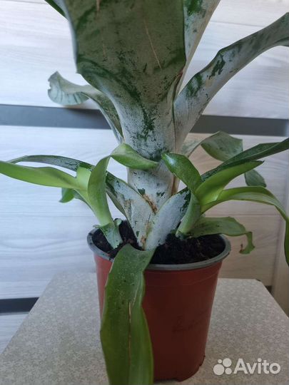 Эхмея полосатая