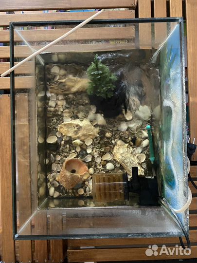 Аквариум с раками