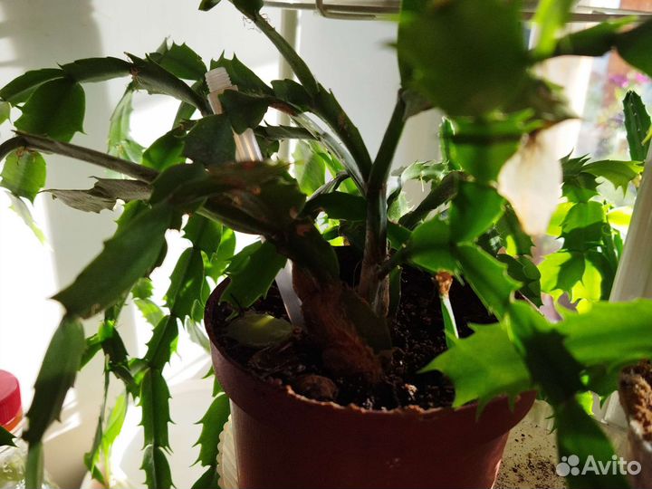 Декабристы