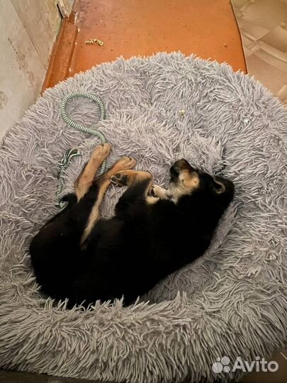 Щенок девочка метис в добрые руки