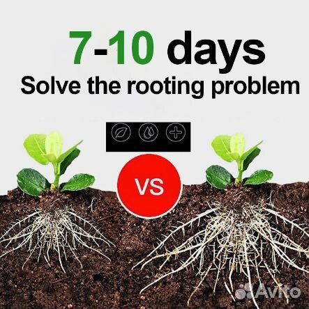 Сансевиерия