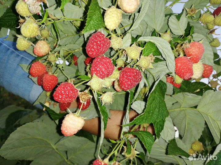 Саженцы малины Дельнива, Энросадира, Амира