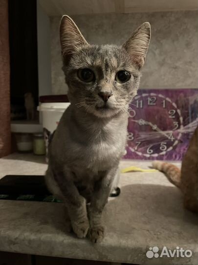 Кошечка даром