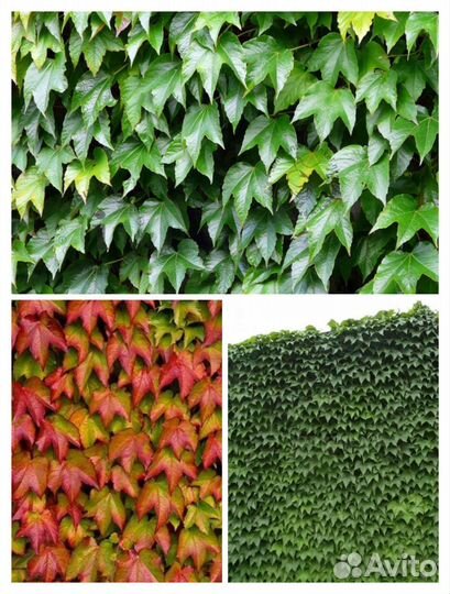 Виноград Вичи