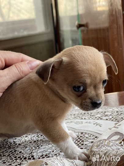 Чихуахуа щенки москва