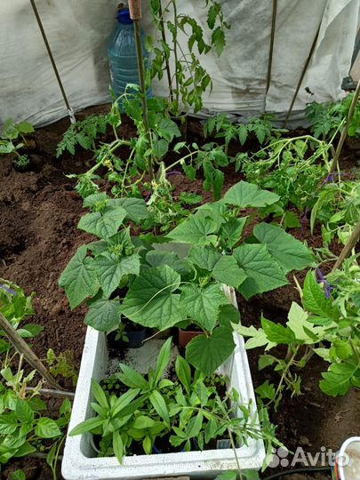Рассада помидоры, огурцы, перцы