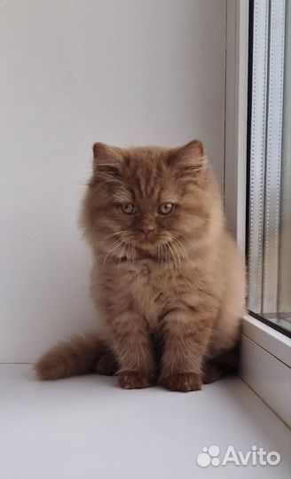 Котята цвета ириски