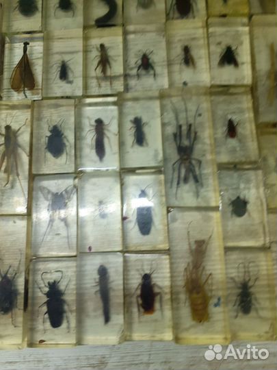 Насекомые в стекле