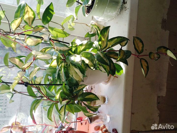 Хойя карноза