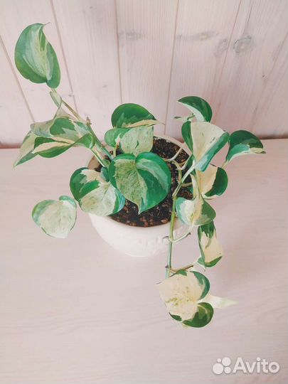 Эпипремнум Марбл Эппл (Тайский клон)