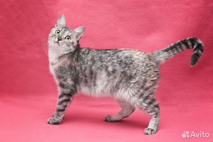 Ласковая Стефочка в дар