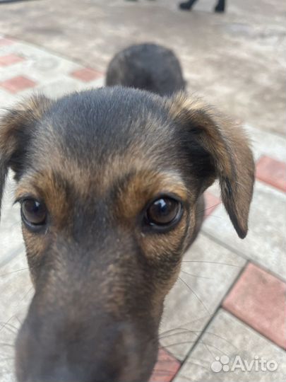 Ласковая девочка дворянской породы