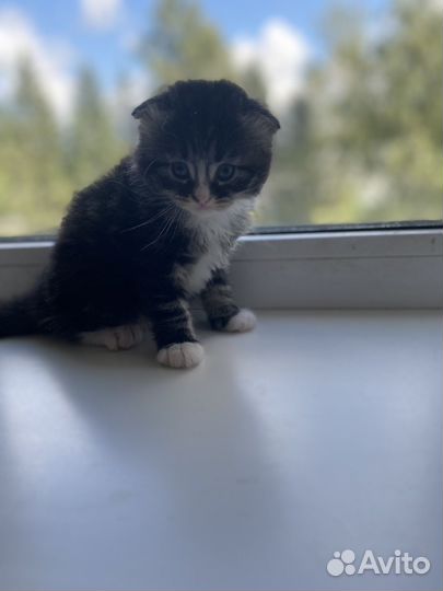 Отдам котят