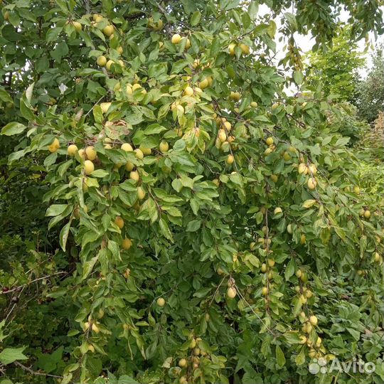 Саженцы лимонник, слива, малина, крыжовник