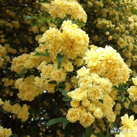 Роза Бэнкса жёлтая саженцы