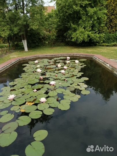 Многолетние цветы, лилии кустарник декоративный