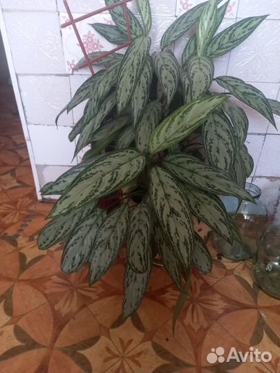 Домашние растения