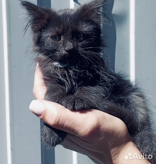 Лапушки-девчонки