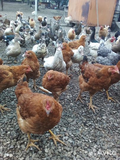 Цветной бройлер петухи и индоутки