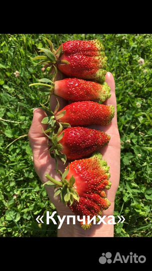 Рассада клубники