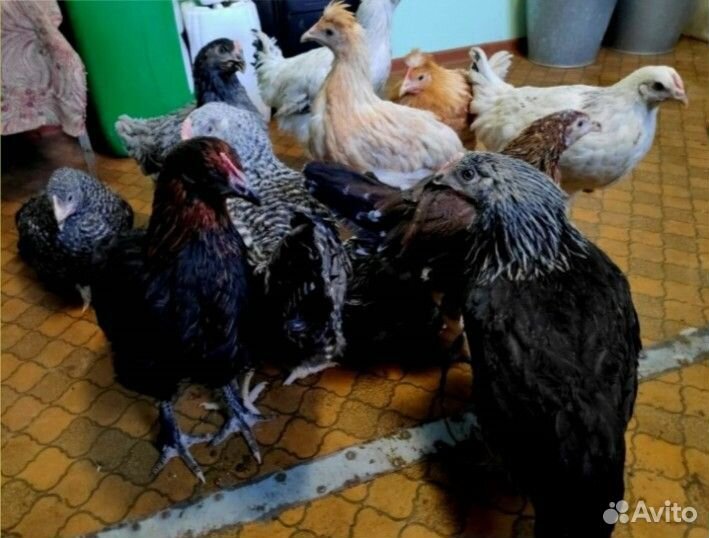 Куры молодки рыжие белые доминанты