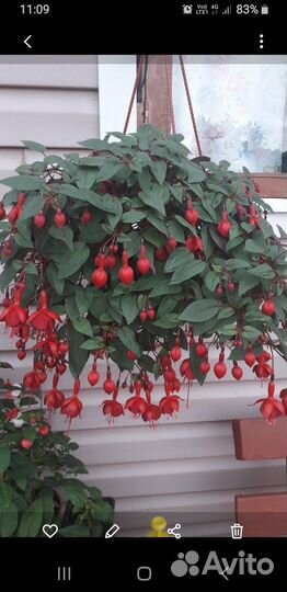 Фуксии цветущие сортовые от светлых до тёмных