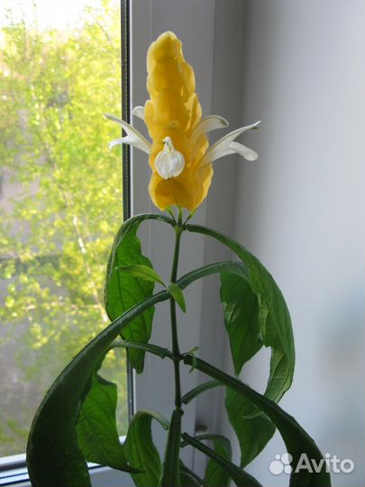 Пахистахис жёлтый