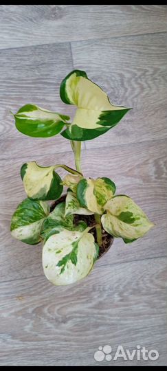 Эпипремнумы, сциндапсусы