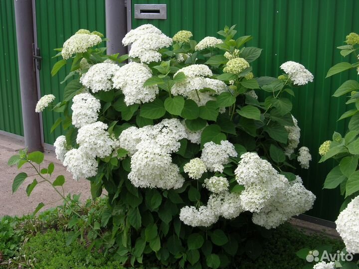 Продаются кустарники гортензии Инкредибол, много