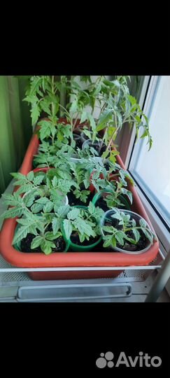 Томат комнатный рассада