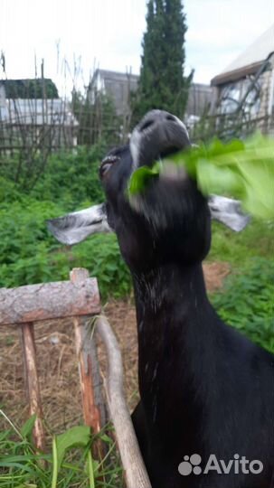 Молоко козье