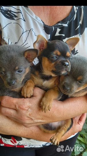 Той-терьер щенки