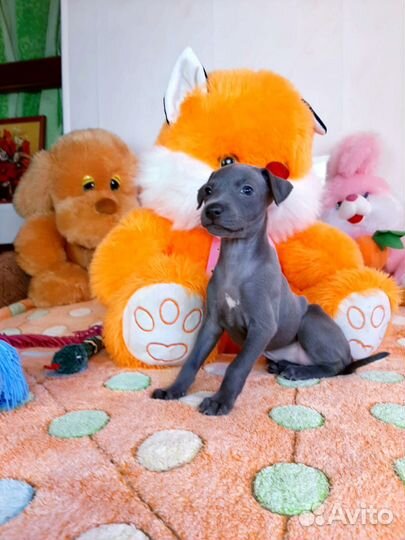 Девочки левреточки