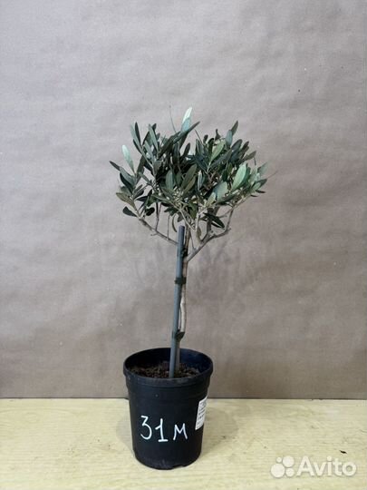 Оливковое дерево