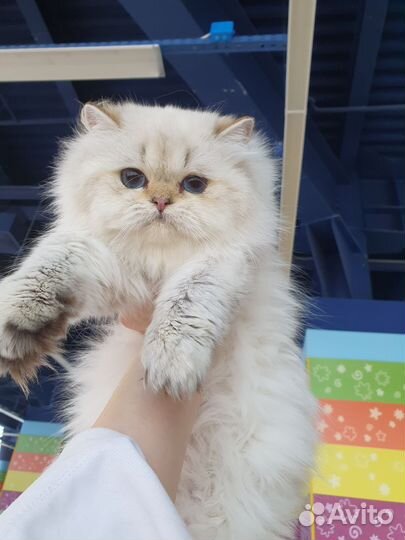 Кошки в дар