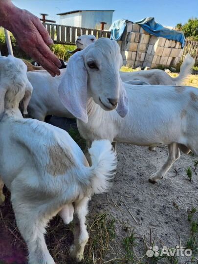 Нубийский козлик