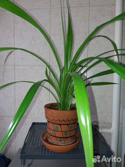 Пальма панданус