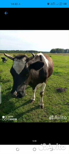 Корова дойная