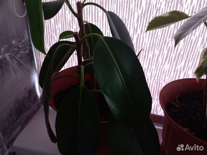 Фикус каучуконосный Эластика