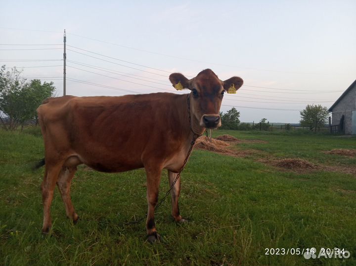 Молоко и продукция альпийских коз и Джерси