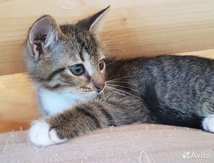 Котенок ищет дом