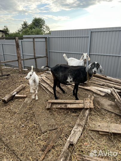 Продам англо нубийских коз, козлят
