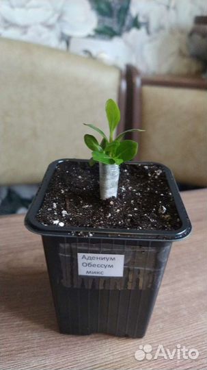 Семена Адениума обессума