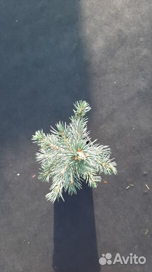 Ель колючая Glauca Arizonica