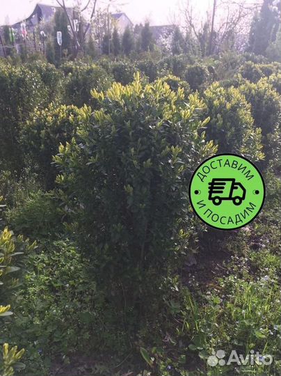 Самшит куст